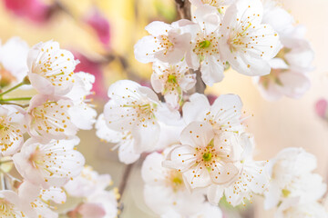 満開の桜の花/サクラ/開花