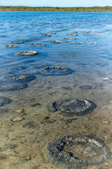 Lake Thetis Stromatolites ,These rock like structures stromatolites on the edge of Lake Thetis are built by micro organisms too small for the human eye to see.