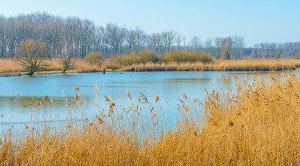 Obraz premium Reed along the edge of a lake in wetland in bright blue sunlight in winter, Almere, Flevoland, The Netherlands, March 2, 2021
