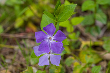 periwinkle, flowers in the garden