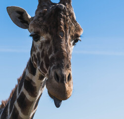 Naklejka premium portrait giraffe