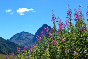 Bellissimi fiori rosa fioriti con vette delle montagne in sottofondo - cielo blu in estate