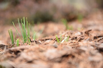 Crocuses sprouted, first flowers in spring garden