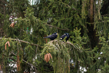 A family of ravens waiting on a pine during winter in Poland. Crows on a tree. High quality photo