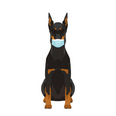 Vector portrait of black Doberman wearing protective face mask isolated on white background
