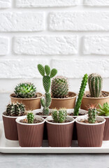 Cactus and succulent plants collection in paper cups on a tray. Home garden