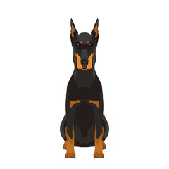 Vector portrait of sitting Doberman isolated on white background	
