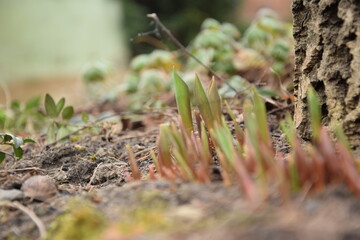 Sprouted tulips near the big walnut tree, spring garden.