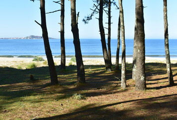 Beach with pine trees and blue sky at Rias Baixas region. Muxia, Coruña, Galicia, Spain.
