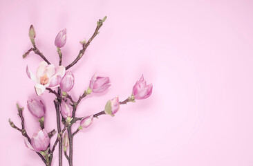 Fototapeta na wymiar Magnolia flowers on pink background, copy space