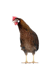 brown hen isolated on white background