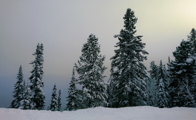 Alpine snowy fir trees on the mountain against the background of a lilac sky