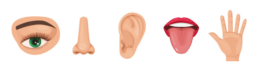 Human anatomy organs set, biology, body structure. Human organs. Nose smell, eye sight vision, ears, skin touch, body, language taste of tongue. Perception of environment, sensations cartoon