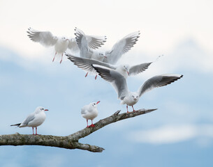 The landing of a seagull