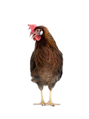brown hen isolated on white background