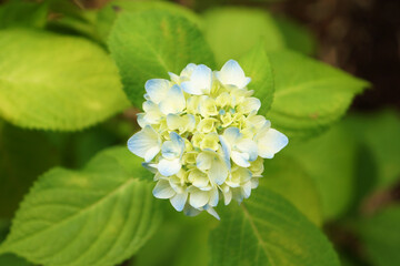 淡い色の紫陽花（アジサイ）