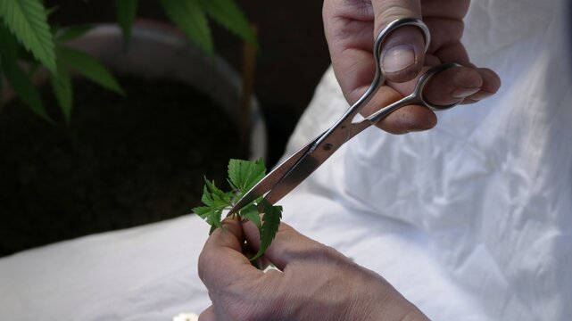 cutting the sharp ends of the marijuana leaf with scissors for subsequent cloning close-up, making clones from the lower branches of the cannabis for plant propagation