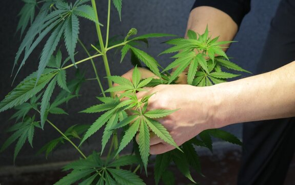 neatly cutting a twig from a cannabis bush by a partially visible man indoors, a mature marijuana plant and collecting the bottom leaves for cloning