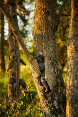 Old cemetery in Lupkow Poland