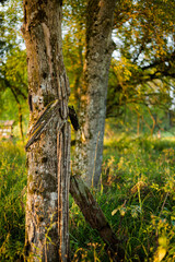 Old cemetery in Lupkow Poland