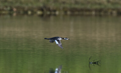 horned grebe (podiceps auritus cornutus) in non breeding colors in flight over a pond in north Florida, green tree reflection in water