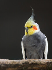 Cockatiel - Nymphicus hollandicus - portrait