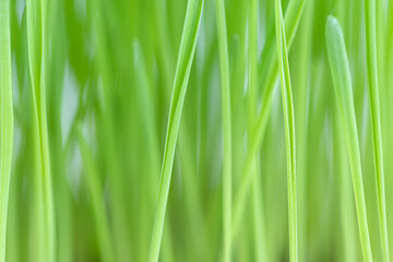 Fototapeta na wymiar Natural background of green grass 
