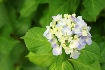 淡い色の紫陽花（アジサイ）
