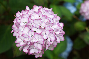ピンクと白の紫陽花（アジサイ）