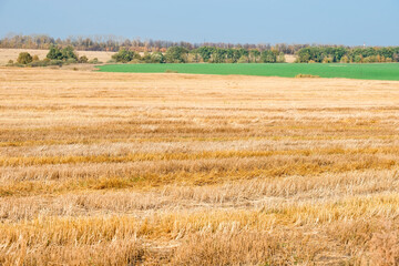Fototapeta premium Field with mowed grass to the horizon connects with a green field of winter crops, autumn day in the field