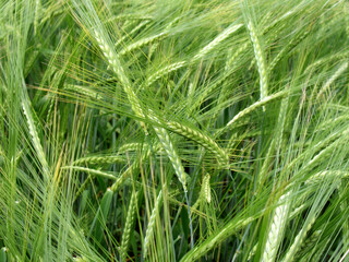 The ears of wheat are tilted from the light wind. Natural natural background