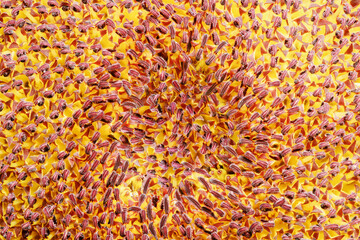 Extreme close up of a sunflower flower