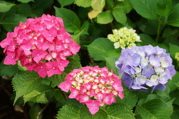 紫陽花（アジサイ）が並ぶ公園