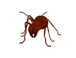 Cute brown ant looks around cartoon bug animal design vector illustration isolated on white background