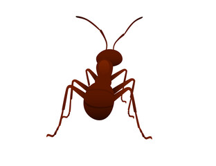 Cute brown ant looks around cartoon bug animal design vector illustration isolated on white background