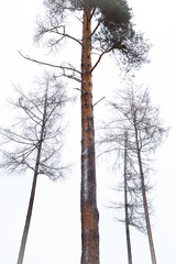 Trees in winter with snow