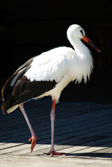 Close-up portrait of a white stork on a dark background