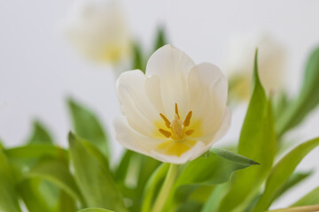 White tulip flower on a white background. Pistils are visible. There are green leaves around.