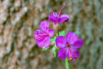 Purple bigroot geranium flower (Geranium macrorrhizum) or Bulgarian geranium and rock crane's-bill against natural background