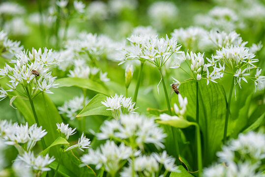 Flowering ramson (wild leek) or wild garlic, beautiful white flowers in nature, natural botanical outdoor background
