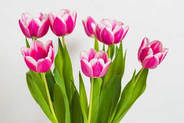 Bouquet of red-white tulips with a green stem. Tulips are on a white background.