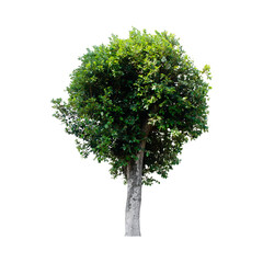 Fototapeta premium Tree isolated on white background.