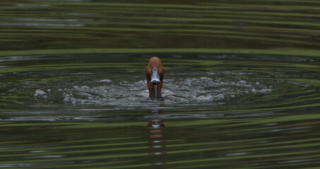 red head duck (Aythya americana) male drake swimming in rippled water; water droplets visible on head; orange eye