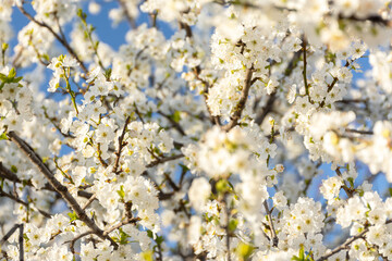 Blooming cherry branches close-up in the garden against the blue sky. Delicate white little flowers. Atmospheric spring natural background in bright sunlight. Soft focus, full frame, copy space