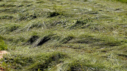 Mown grass. The hay is fresh. The tall green sedge was cut down and left to dry in the sun.