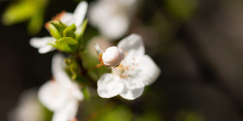 Fototapeta na wymiar Almond flower close-up in soft focus. Spring atmospheric background of branches of a flowering almond tree. Light pastel background. The concept of awakening nature, tenderness, romance. Spring design