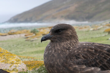 The Falkland Skua (Catharacta antarctica)