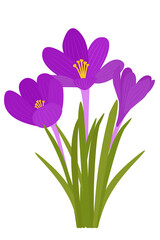 Crocus flowers. Vector bright purple flowers. Early wildflowers. Symbol of spring