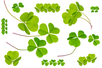 set. green clover leaves isolated on white background. St.Patrick 's Day