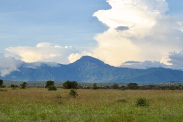 Fototapeta premium Scenic savannah grassland landscapes against sky in Tsavo National Park, Kenya